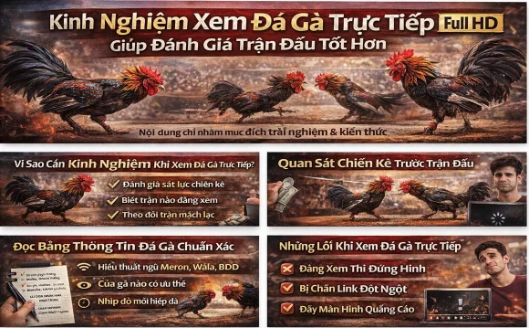 Kinh nghiệm xem đá gà trực tiếp giúp đánh giá trận đấu tốt hơn